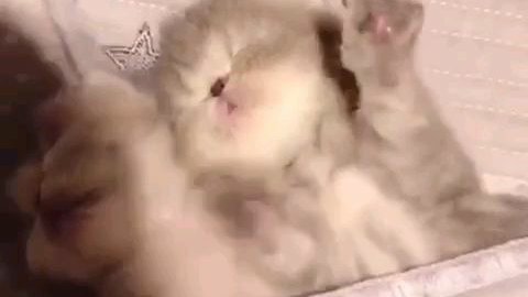 睡着的小猫最可爱了